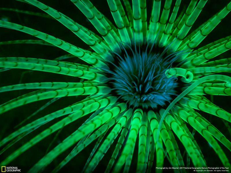Illustration for article titled Las fotos ganadoras del concurso anual de National Geographic muestran un planeta tan hermoso que no lo merecemos